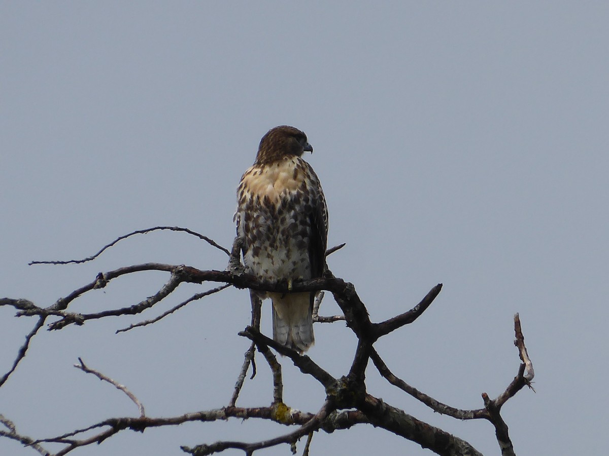 Red-tailed Hawk - ML621704740