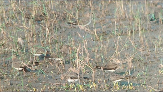 Collared Pratincole - ML621704745