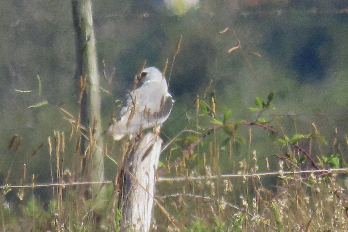 Black-winged Kite - ML621704806