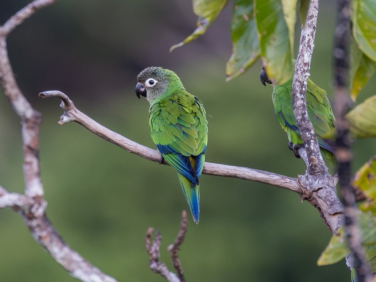 Dusky-headed Parakeet - Héctor Bottai