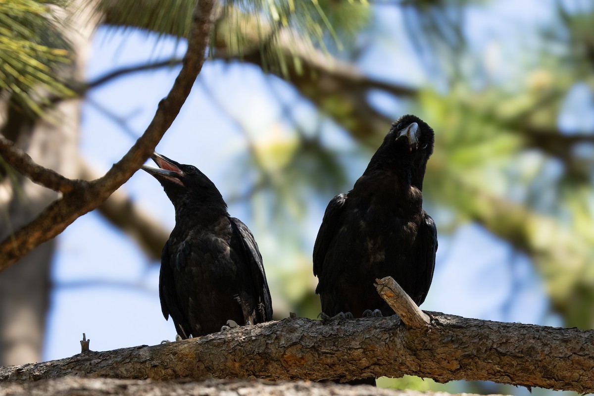 Common Raven - Kathy Snyder