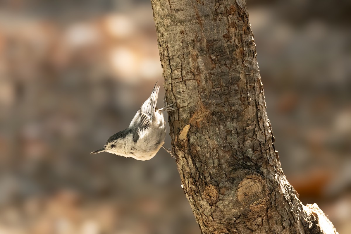 White-breasted Nuthatch - ML621704884