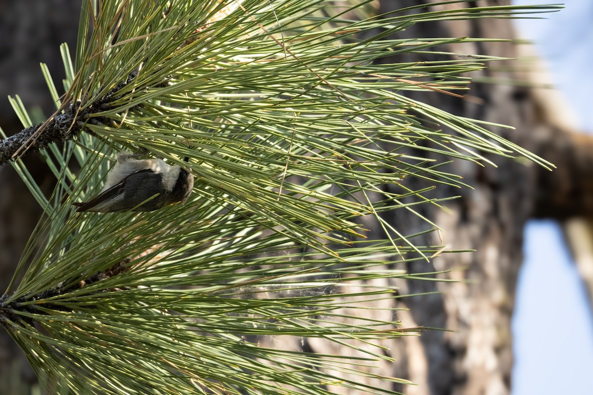 Pygmy Nuthatch - ML621704886