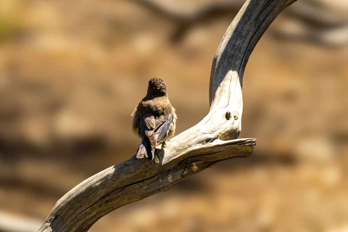 Western Bluebird - ML621704887