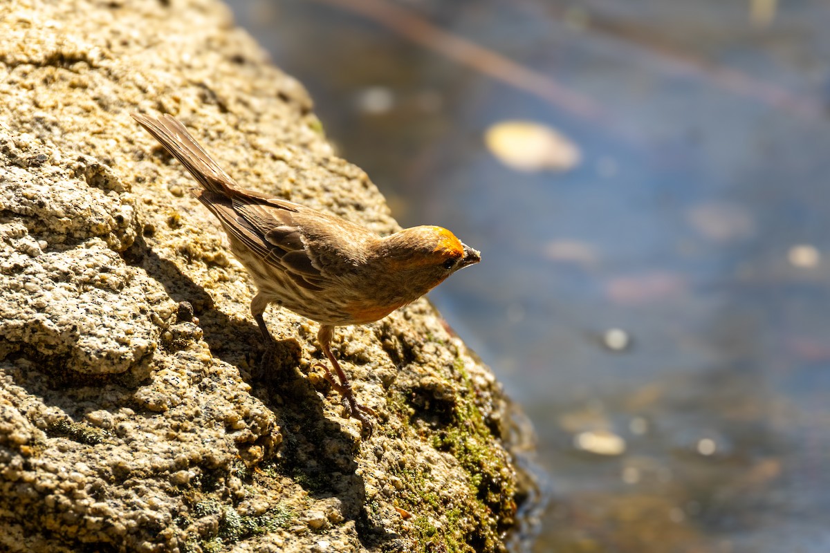 House Finch - ML621704893