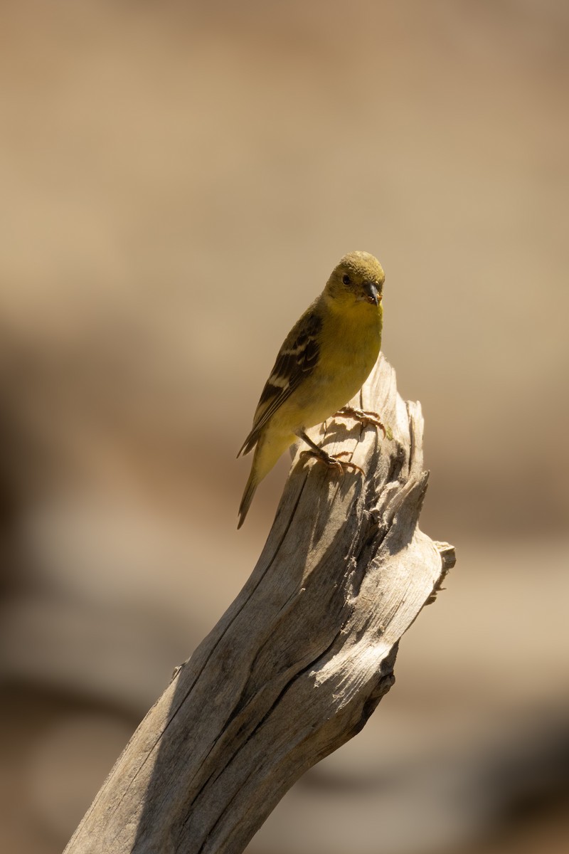 Lesser Goldfinch - ML621704894