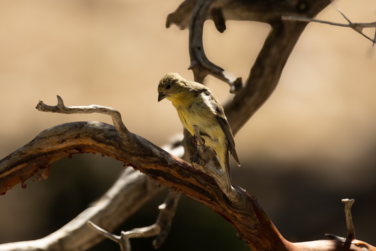 Lesser Goldfinch - ML621704895