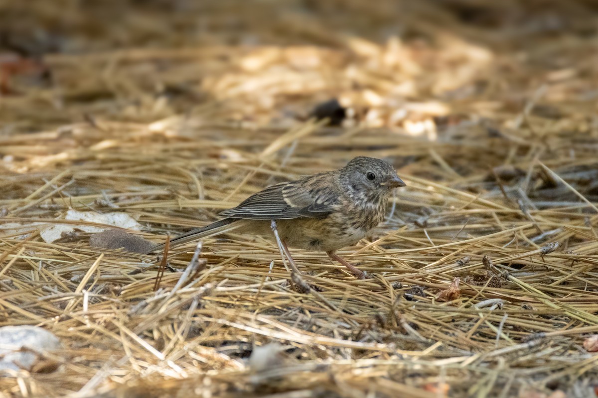 Dark-eyed Junco - ML621704907