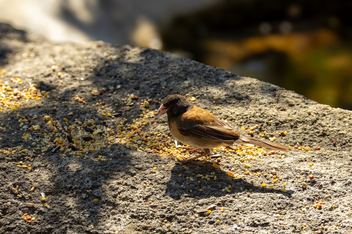 Dark-eyed Junco - ML621704908