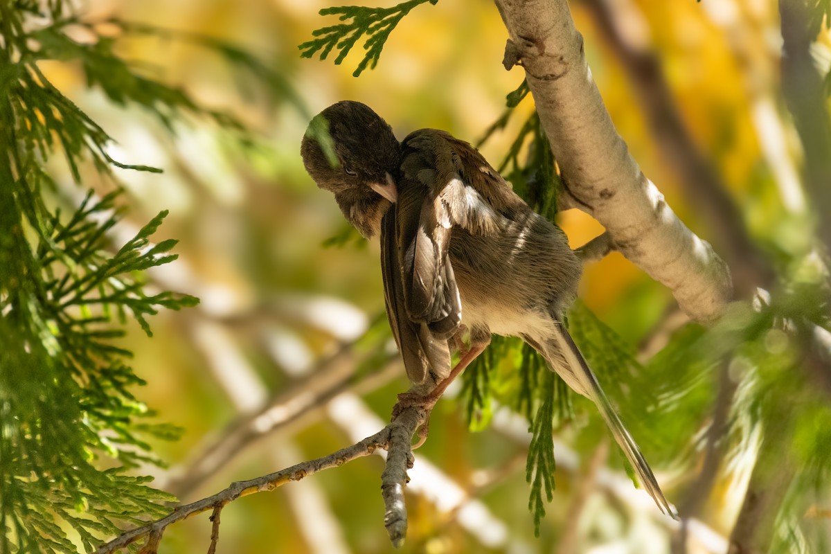 Dark-eyed Junco - ML621704909