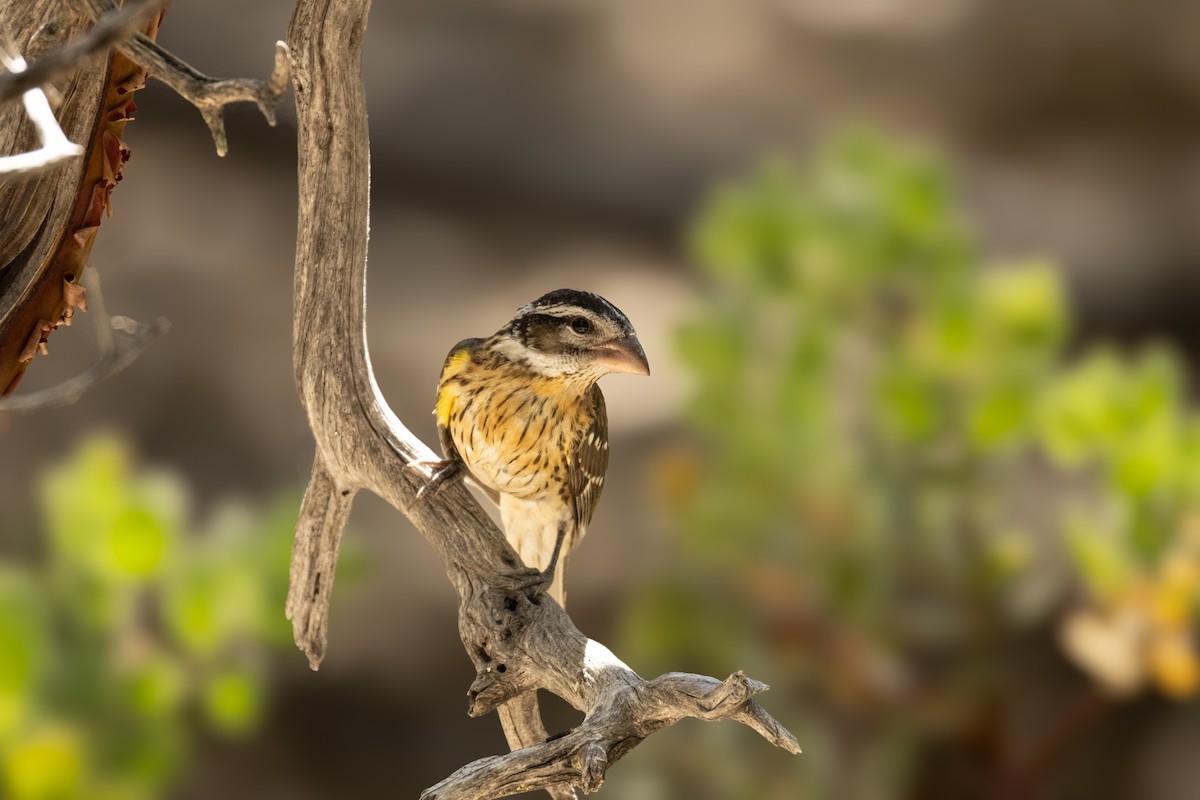 Black-headed Grosbeak - ML621704912