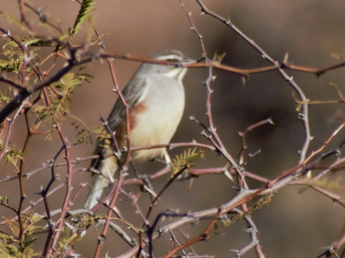 Rufous-sided Warbling Finch - ML621704962