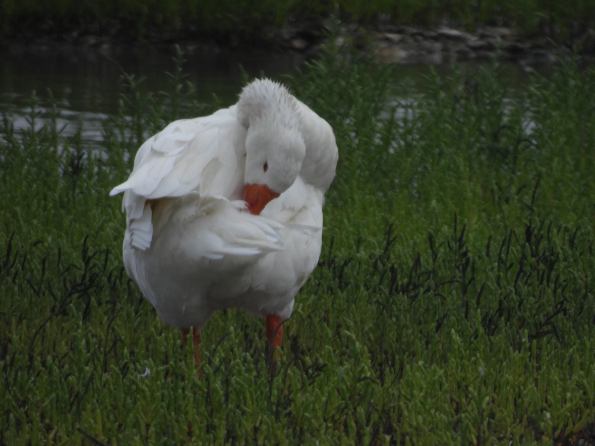 Graylag Goose - ML621704966