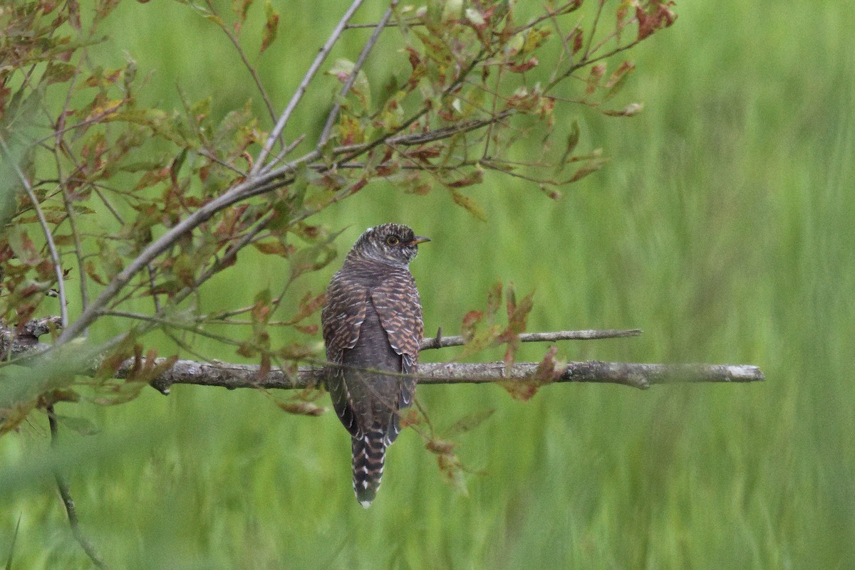 Common Cuckoo - ML621704972