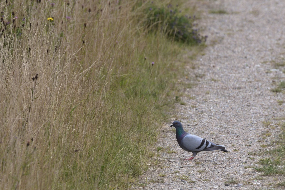 Rock Pigeon (Feral Pigeon) - ML621704986