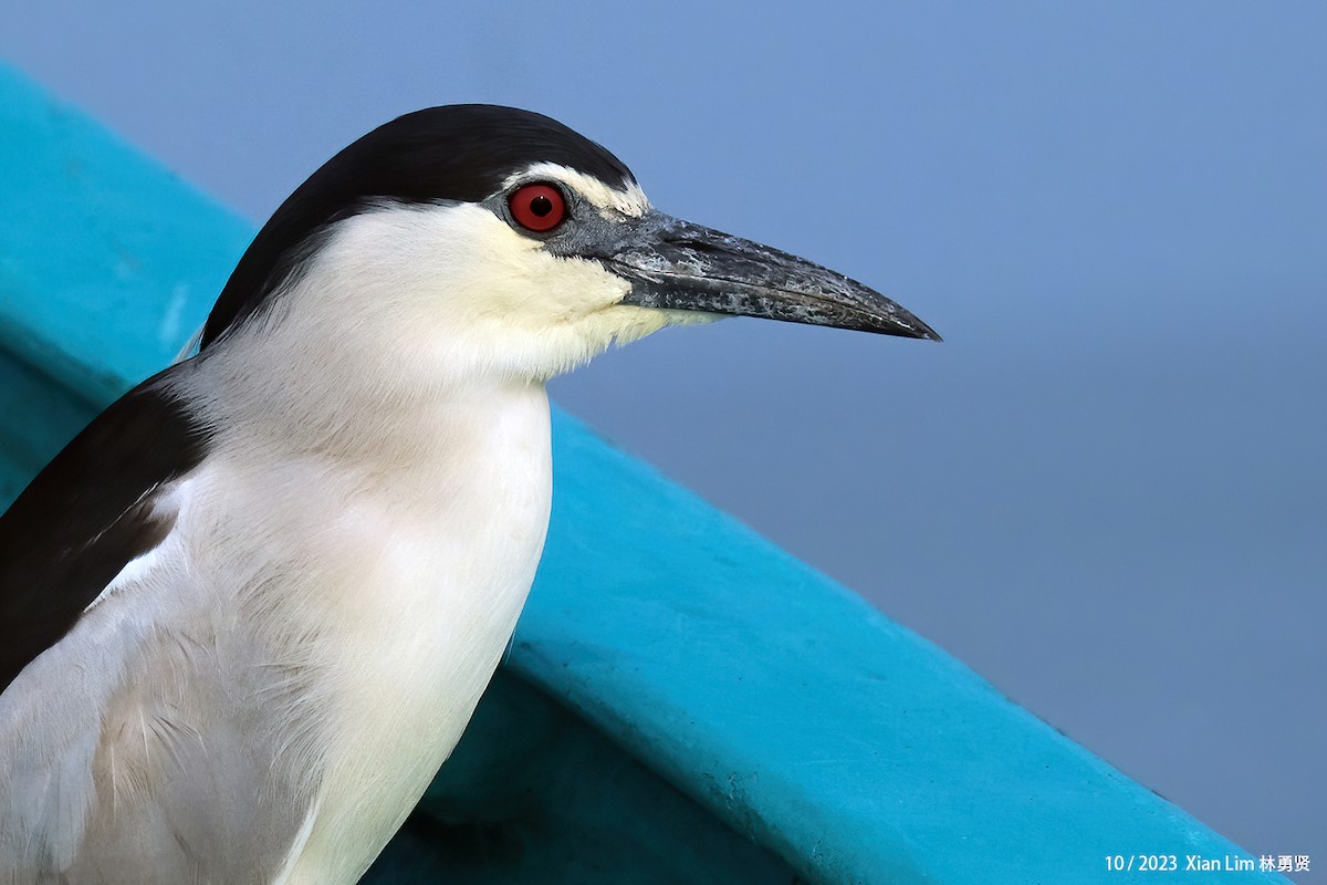 Black-crowned Night Heron - ML621705210