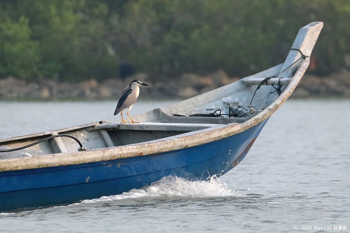 Black-crowned Night Heron - ML621705211