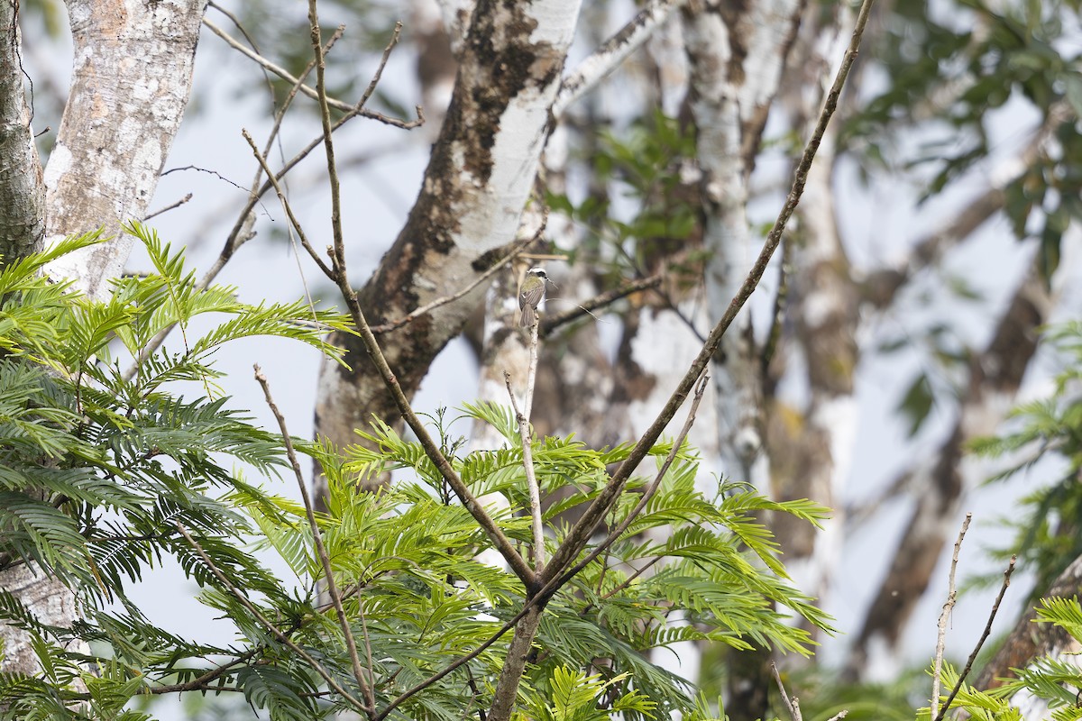 White-ringed Flycatcher - ML621705221