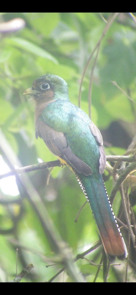 Northern Black-throated Trogon - ML621705227