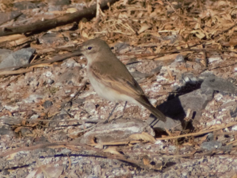 Spot-billed Ground-Tyrant - ML621705337