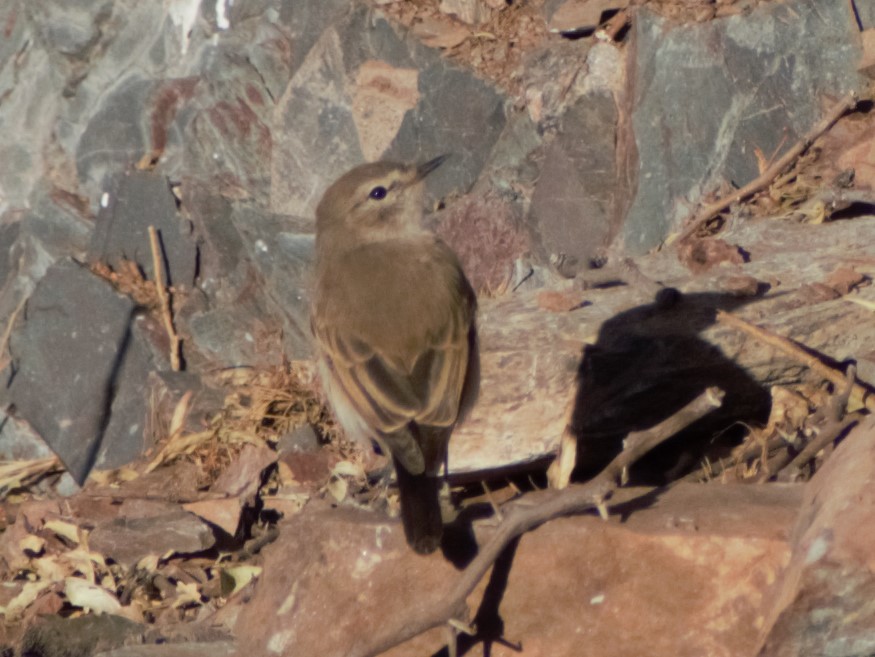 Spot-billed Ground-Tyrant - ML621705338