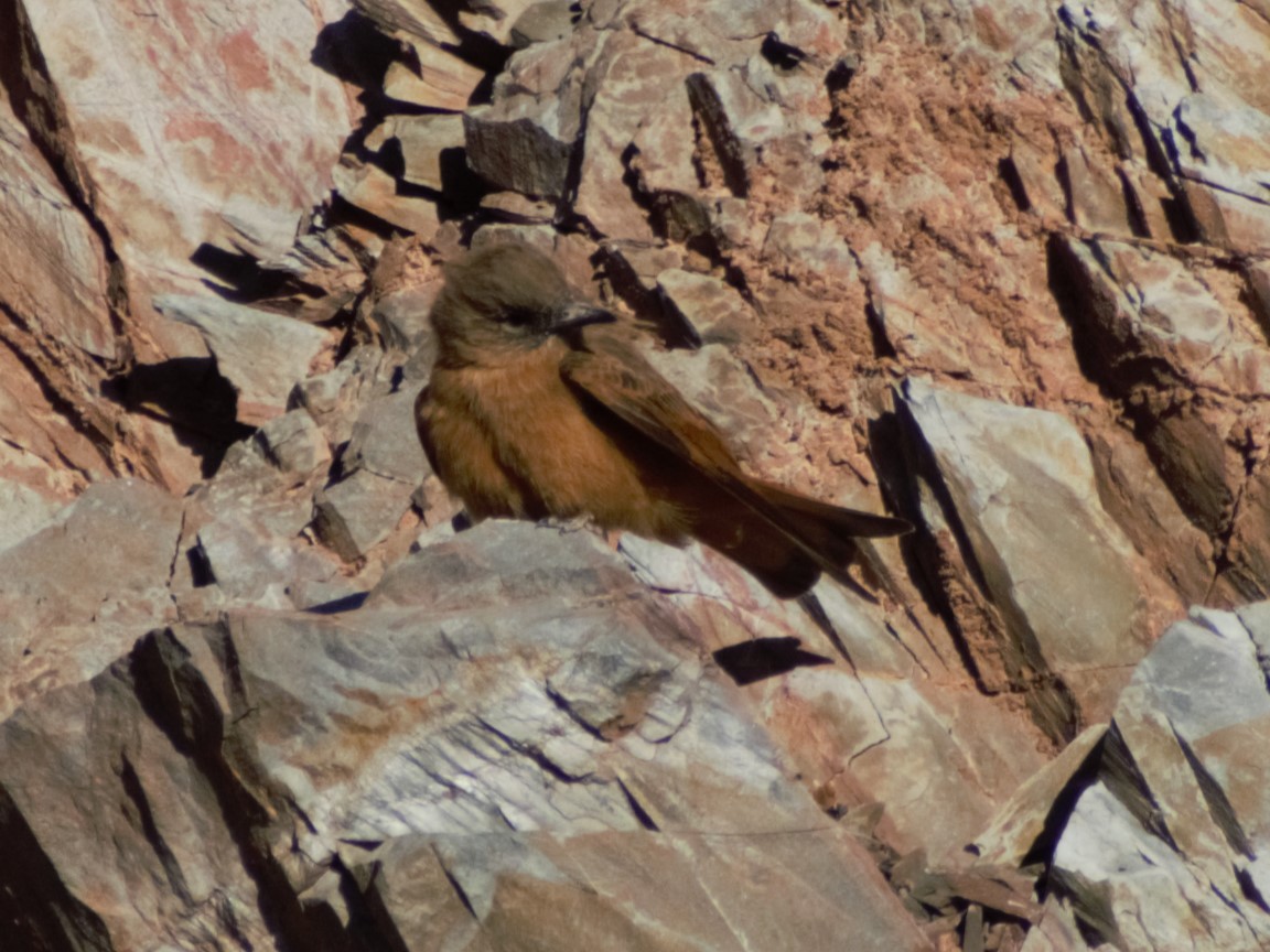 Cliff Flycatcher - ML621705371