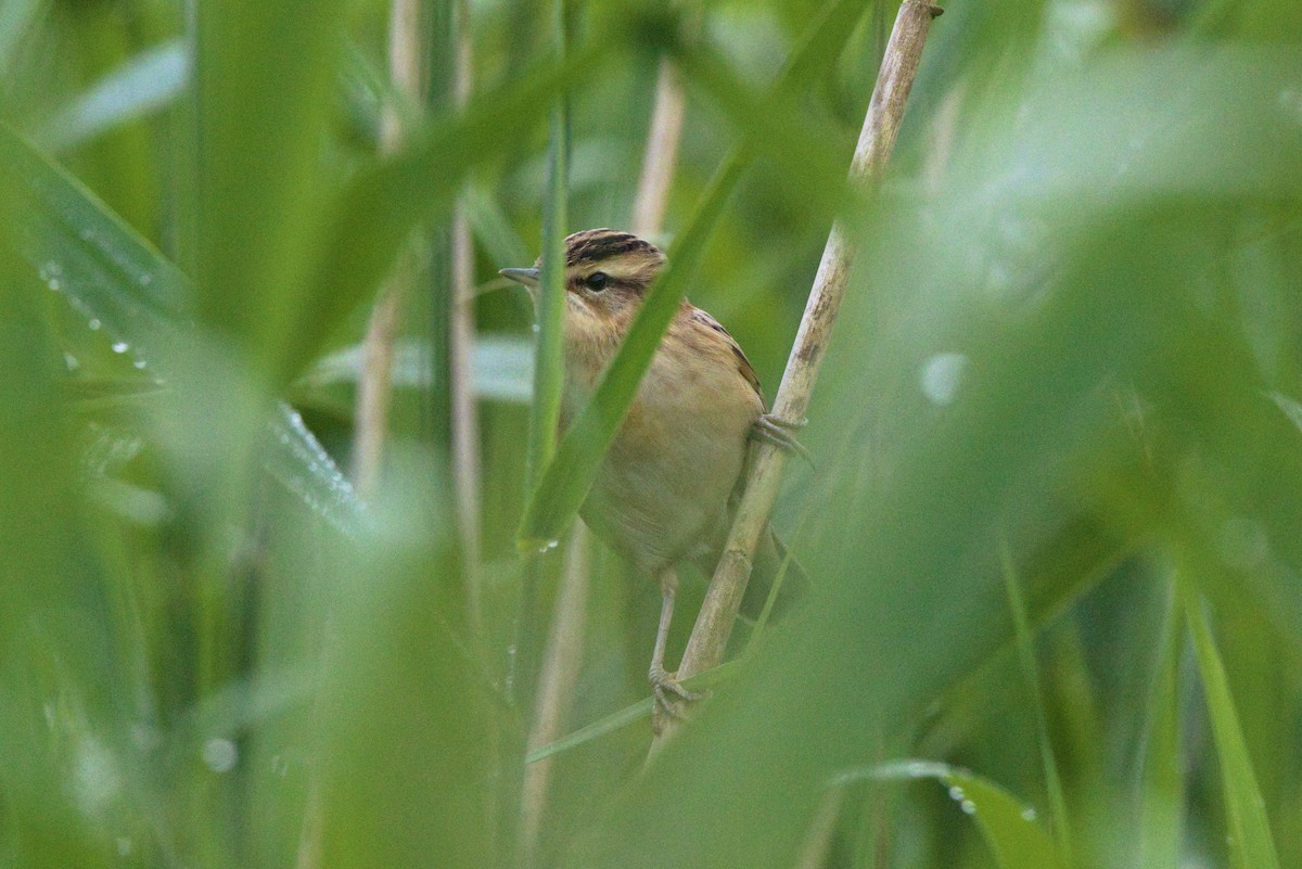 Sedge Warbler - ML621705393