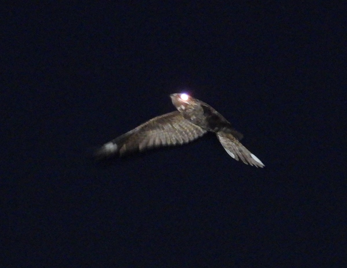 Eurasian Nightjar - ML621705445