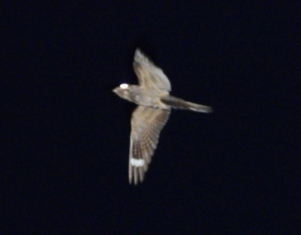 Eurasian Nightjar - ML621705446