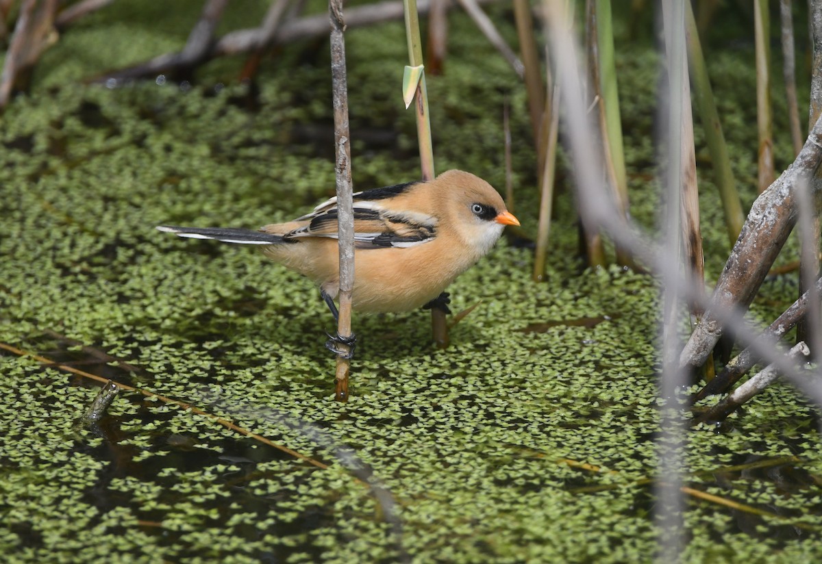 Bearded Reedling - ML621705460