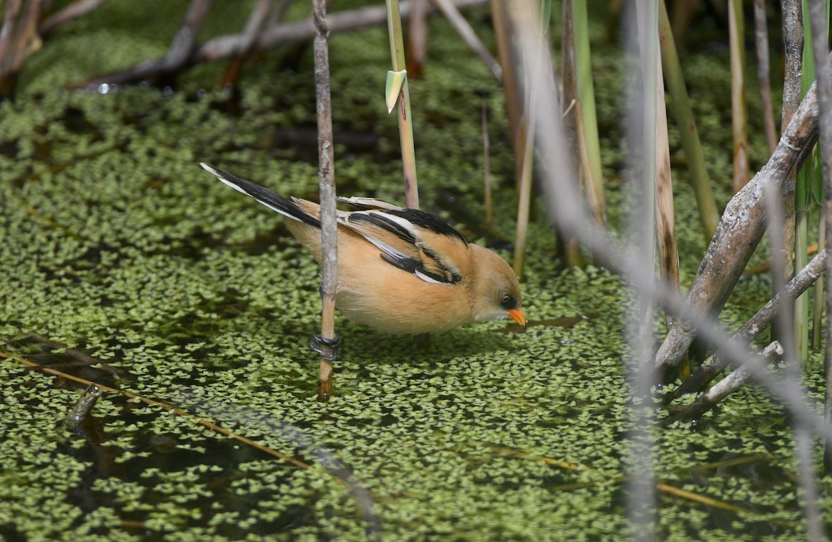 Bearded Reedling - ML621705481