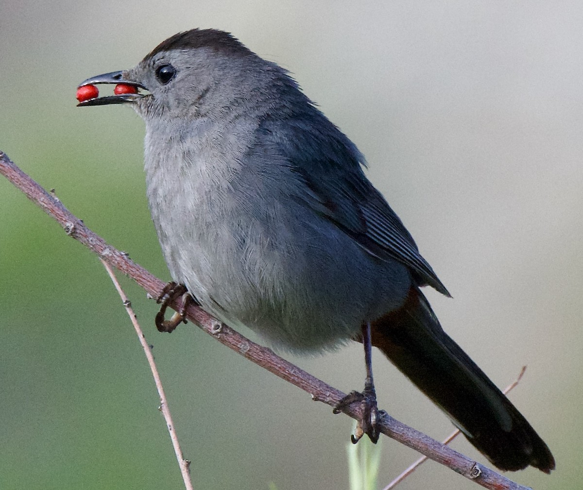 Gray Catbird - ML621705498