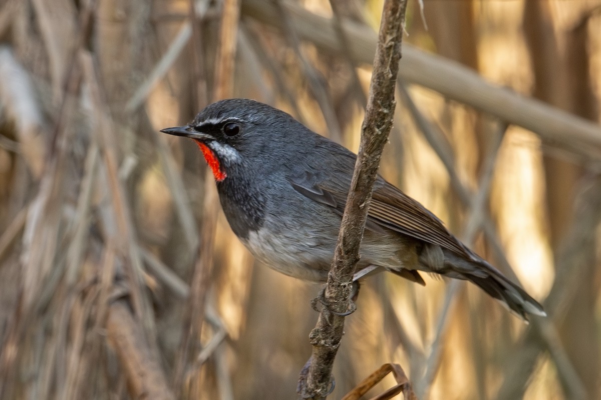 Chinese Rubythroat - ML621705508