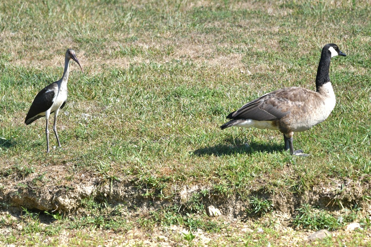 Ibis Blanco - ML621705521