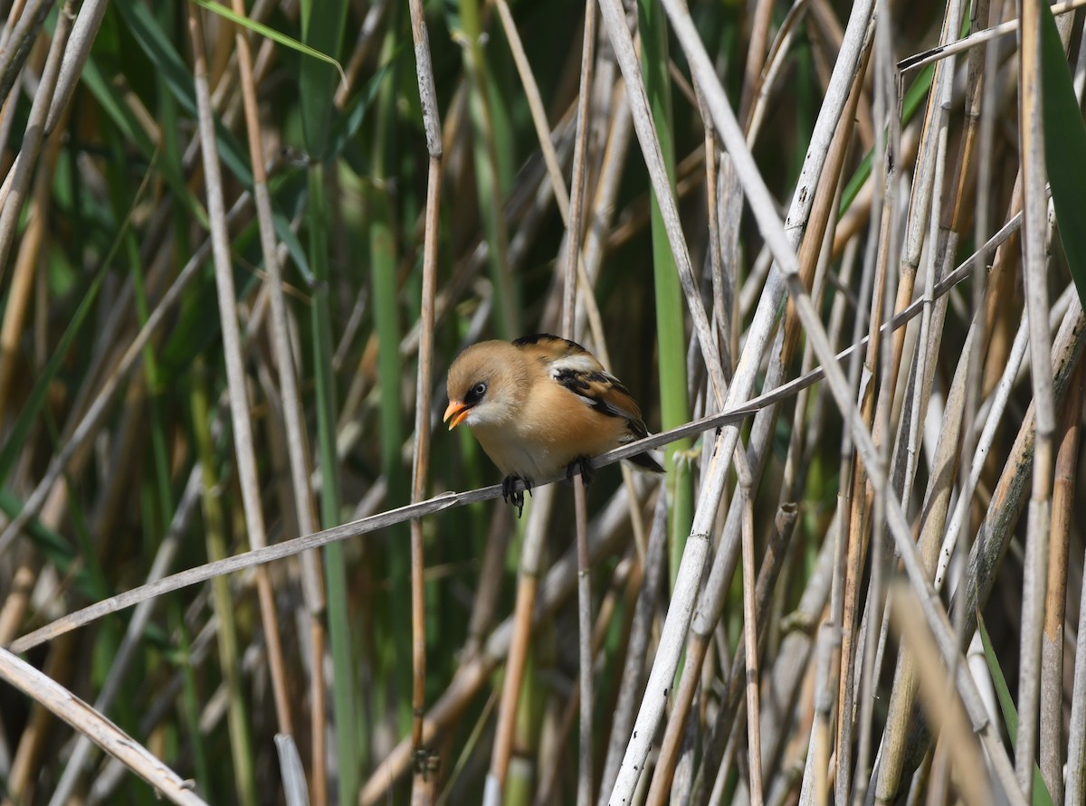 Bearded Reedling - ML621705522