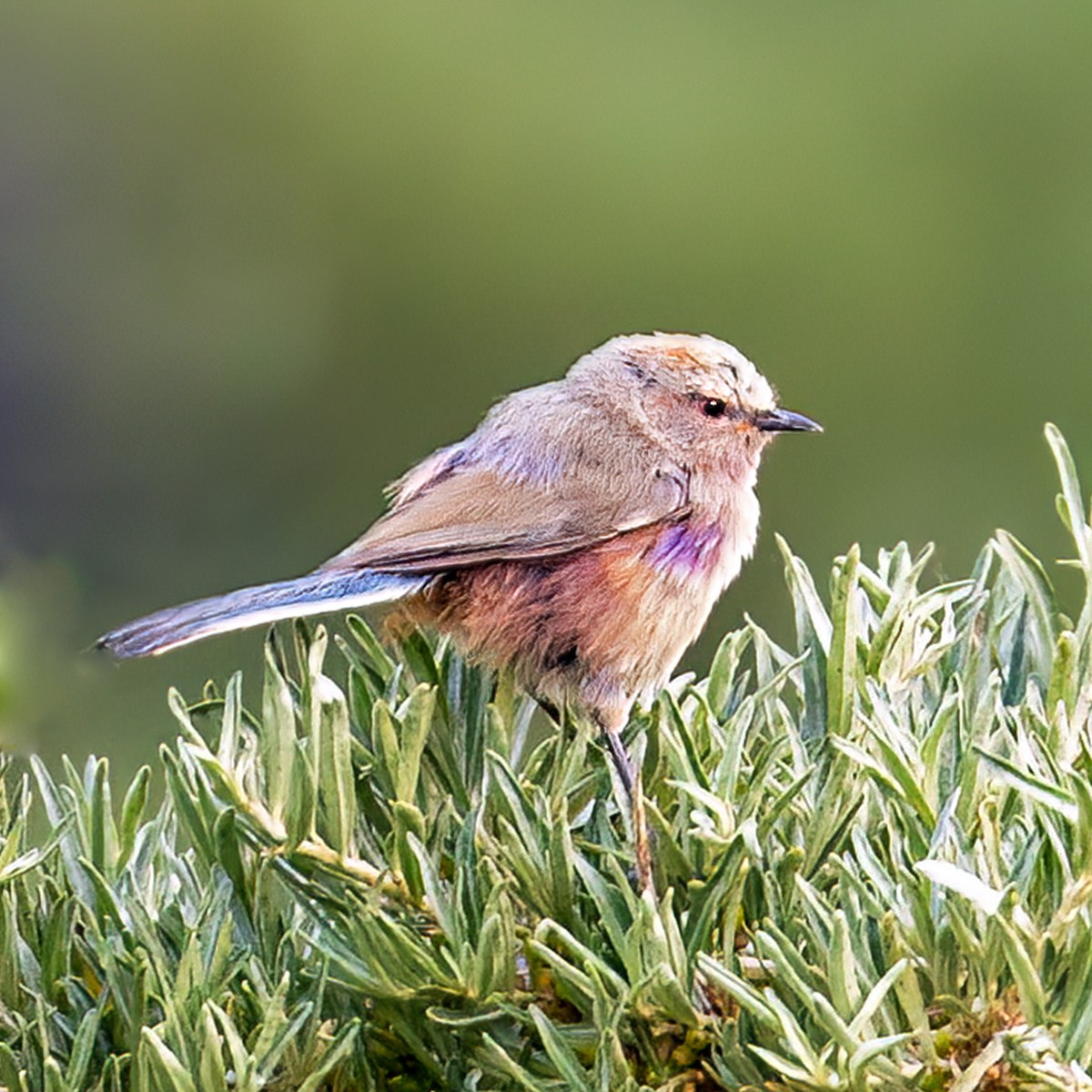 White-browed Tit-Warbler - ML621705547