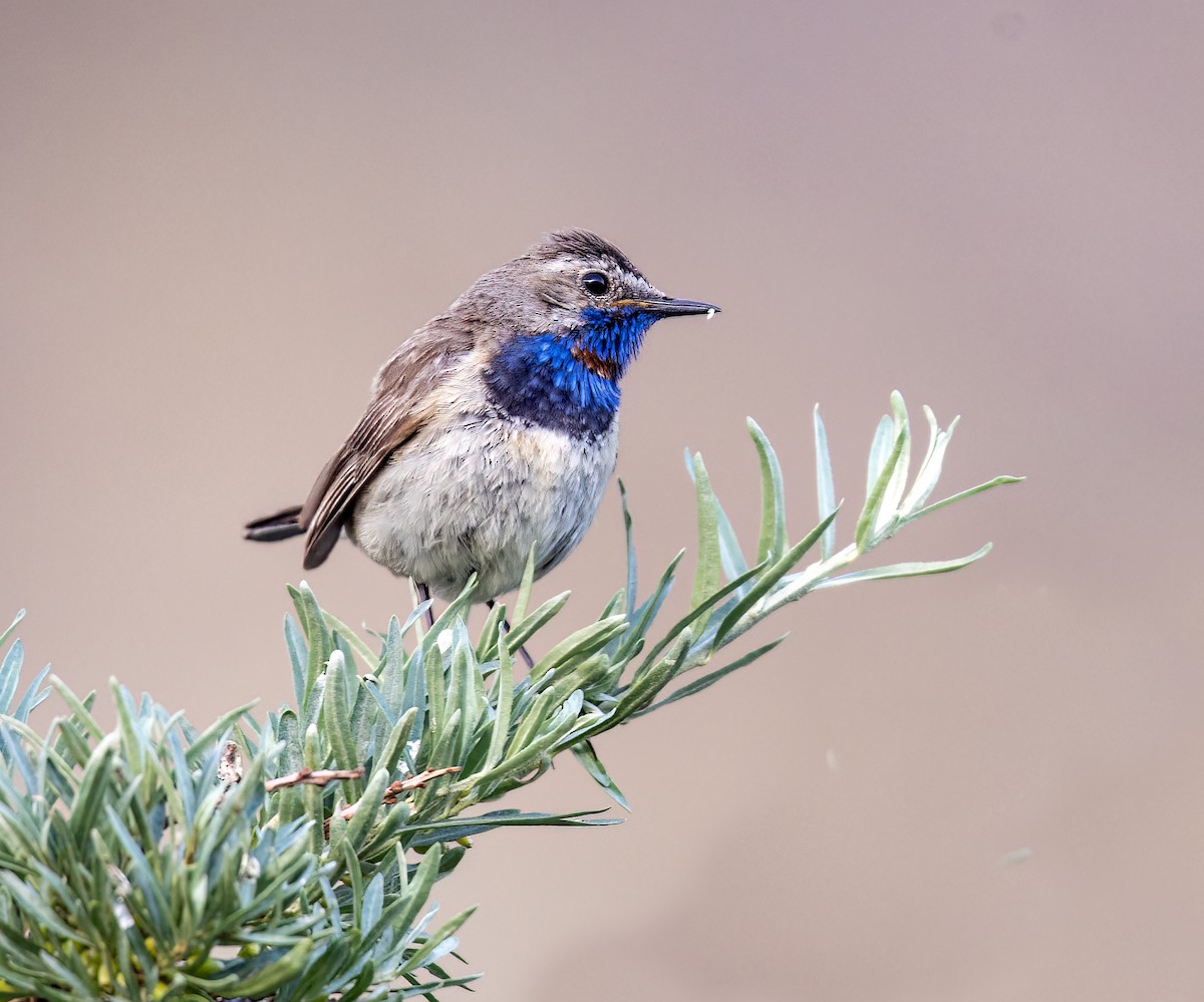 Bluethroat - ML621705550