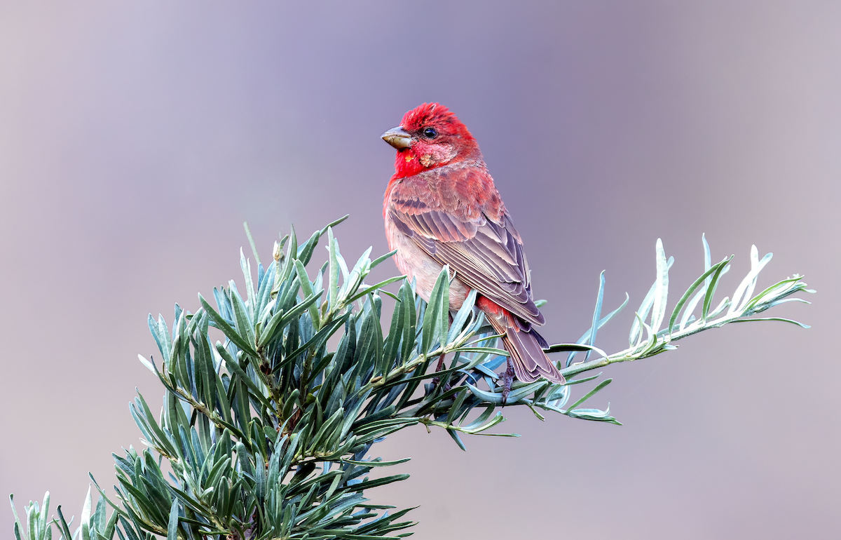 Common Rosefinch - ML621705556