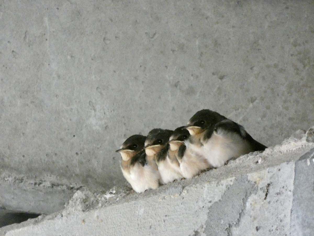 Rondine - ML621705562