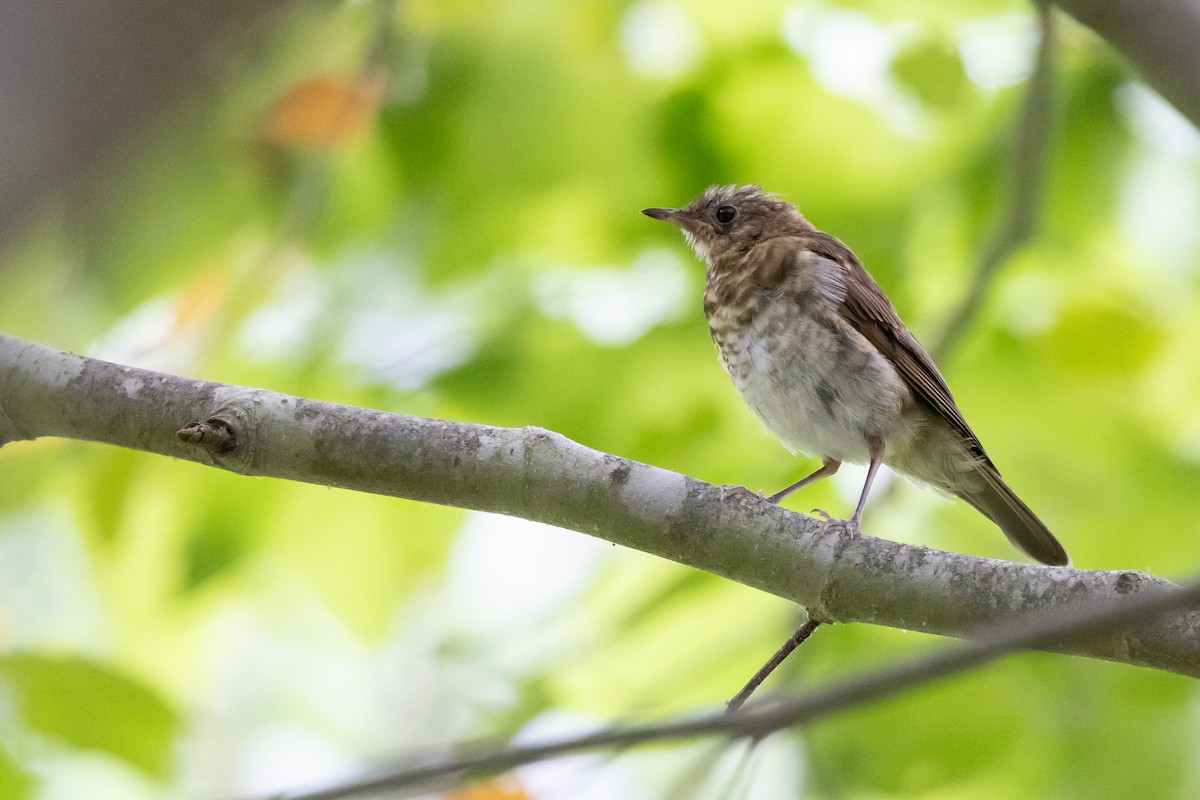 Veery - Baxter Beamer