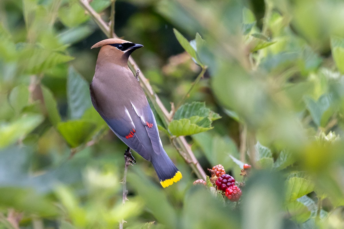 Cedar Waxwing - Baxter Beamer