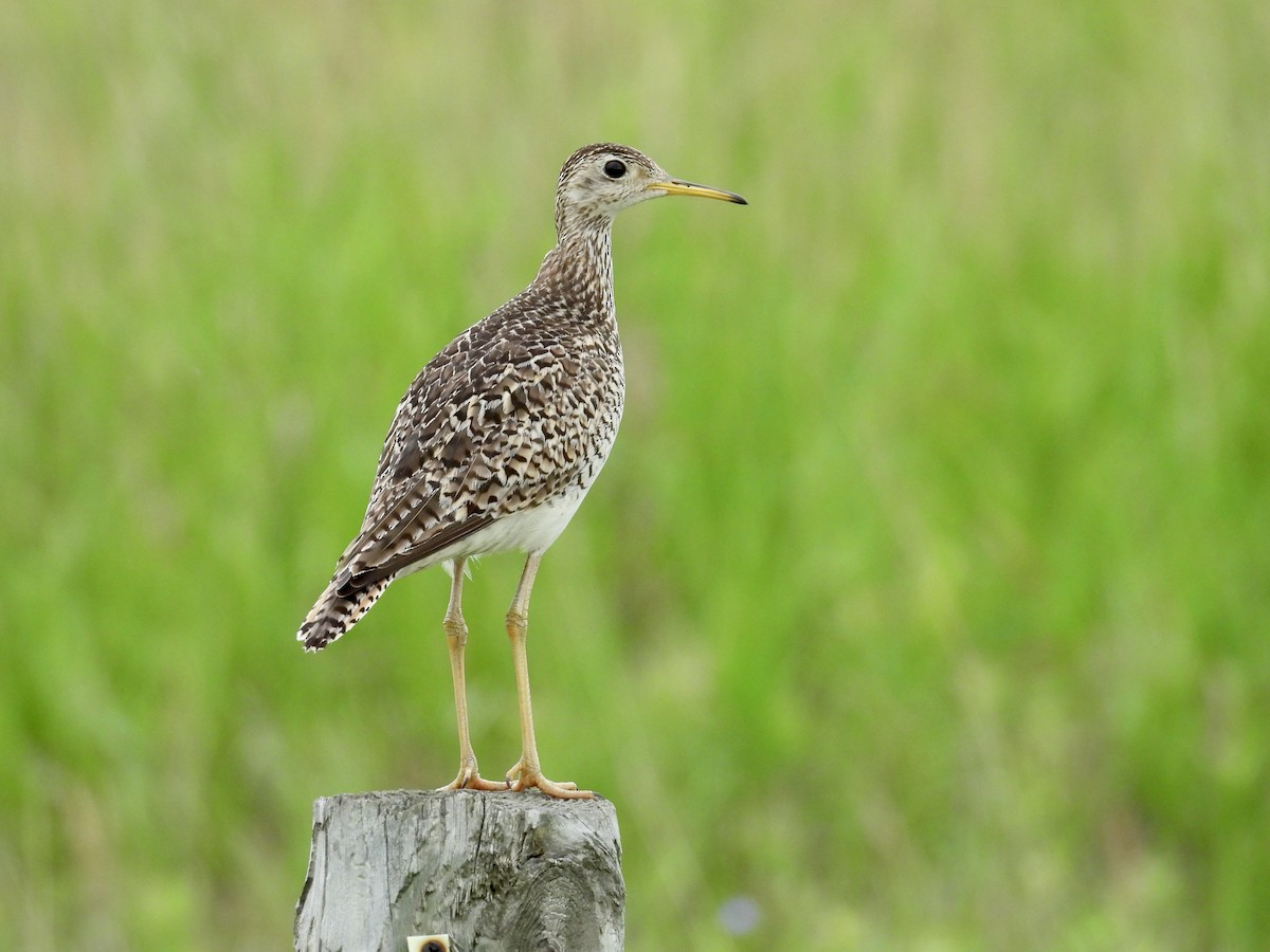 Upland Sandpiper - ML621705658