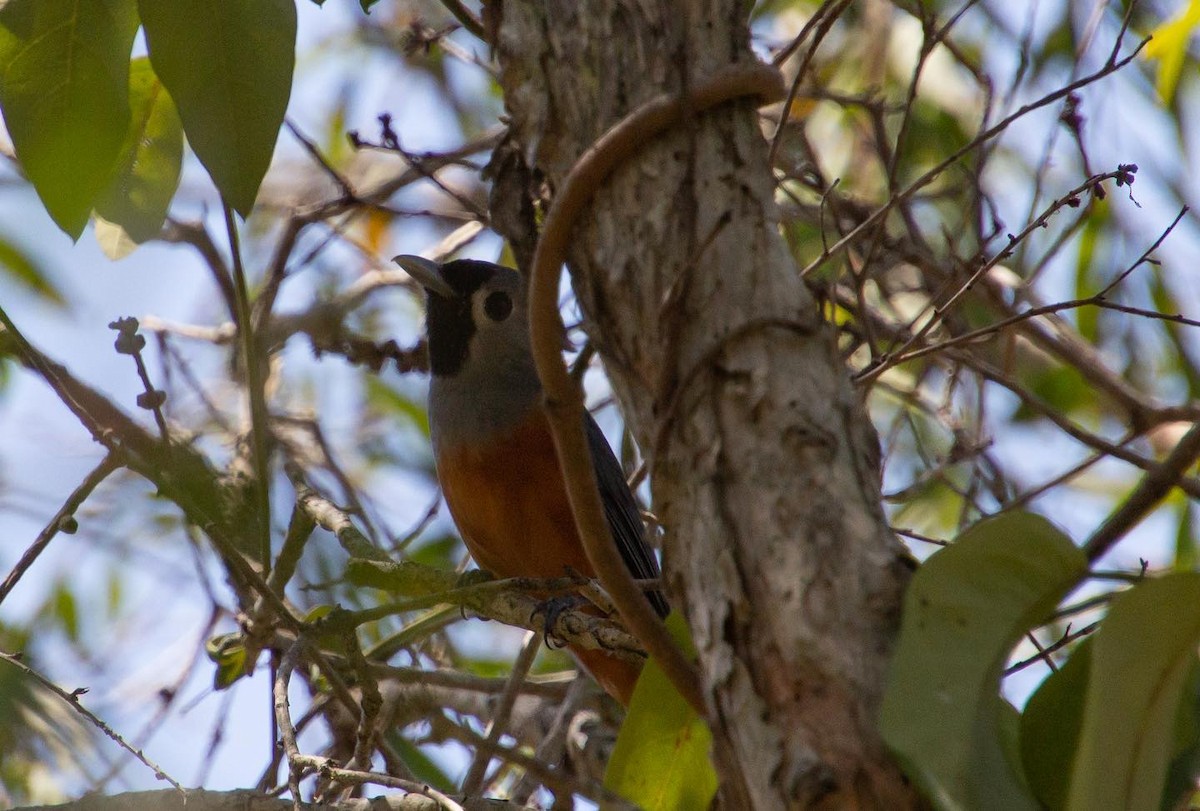 Black-faced Monarch - ML621705683