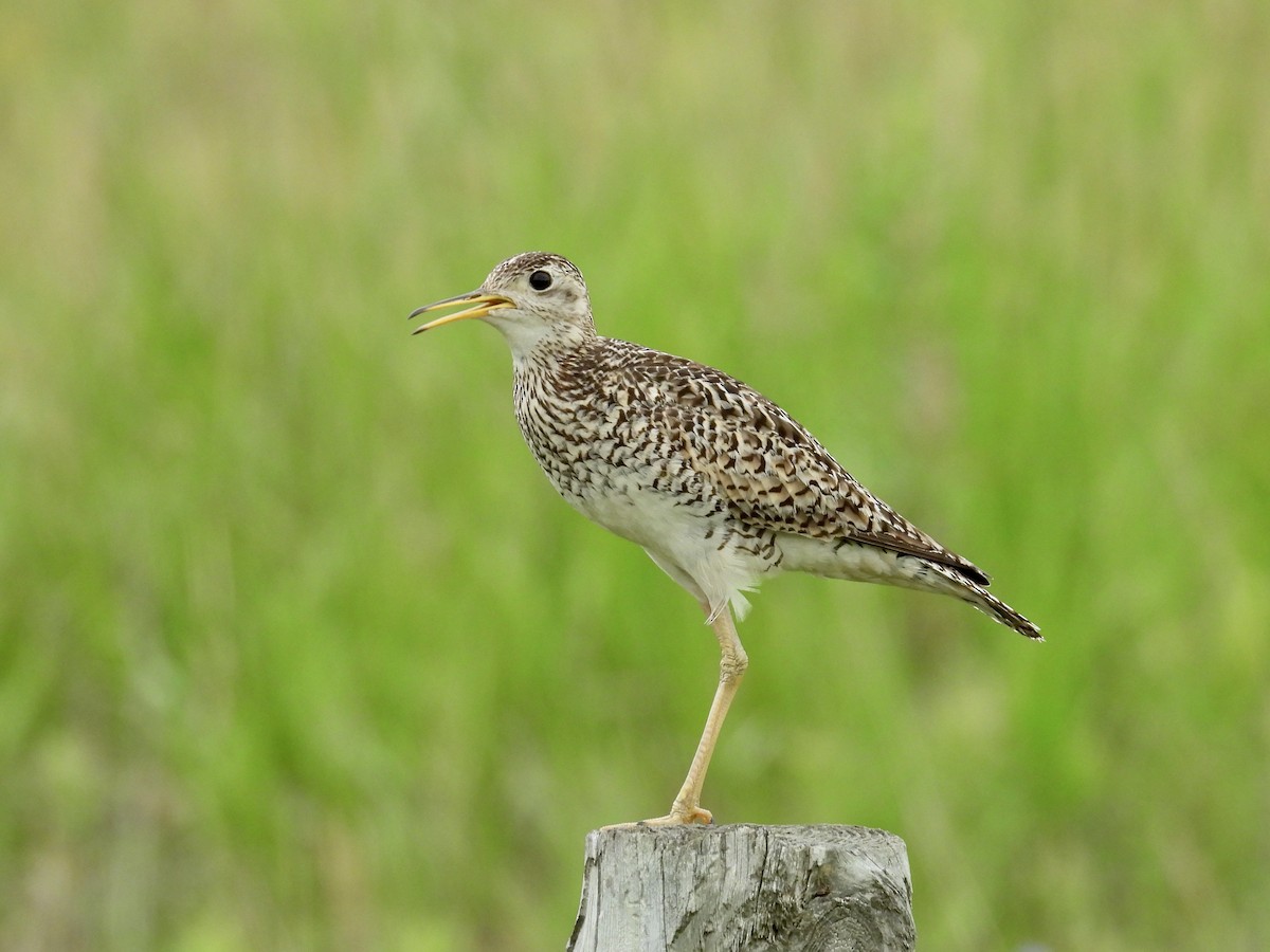 Upland Sandpiper - ML621705697