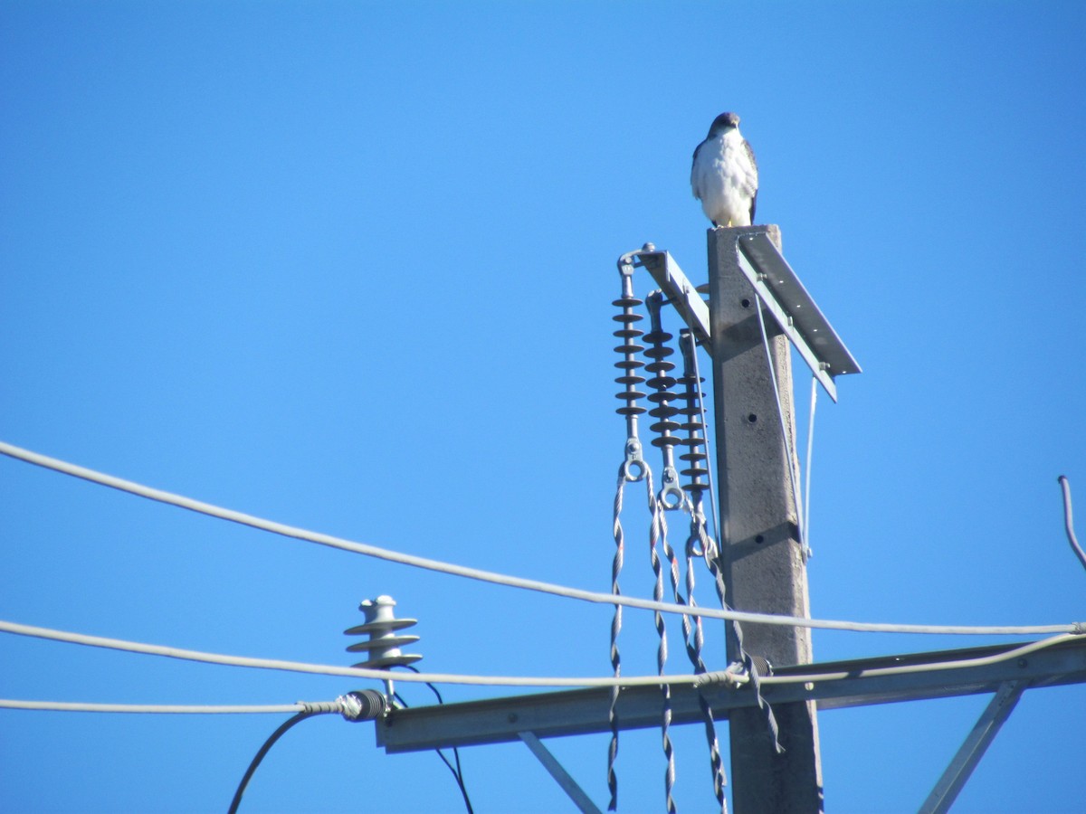 Variable Hawk - ML62170571