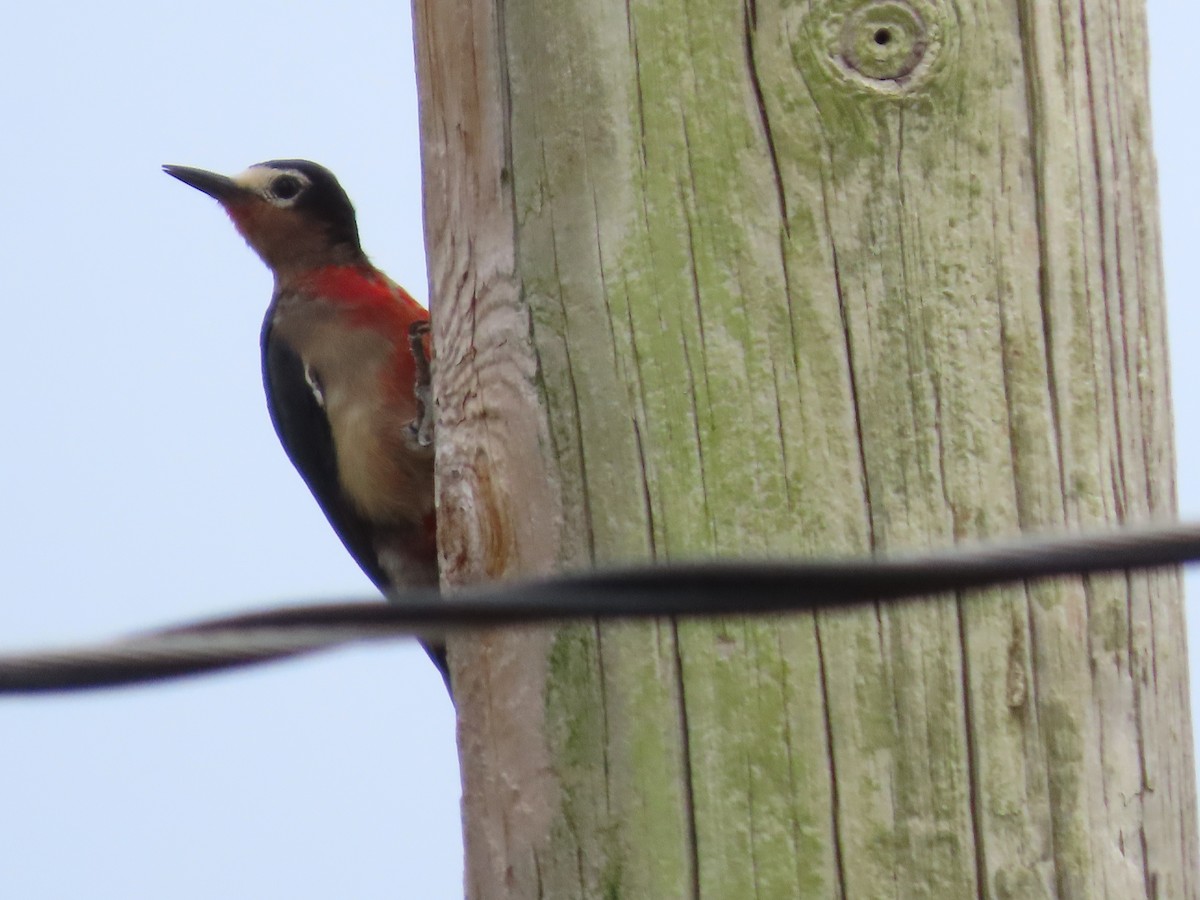 Puerto Rican Woodpecker - ML621705778