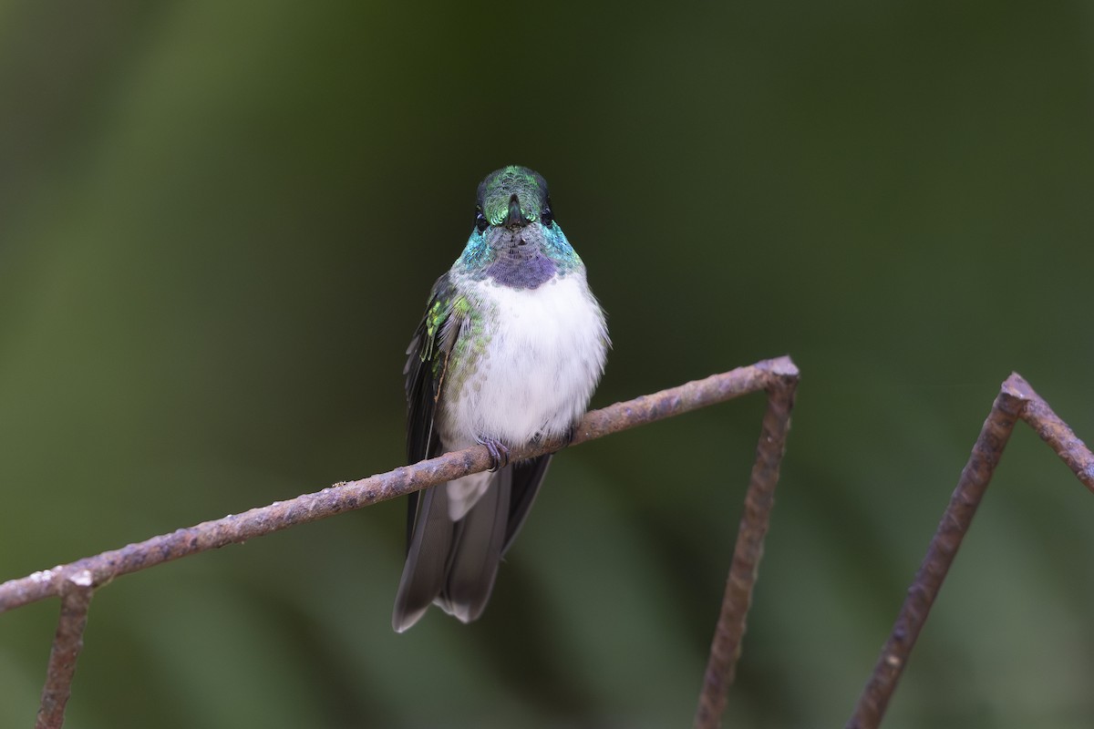 White-bellied Mountain-gem - Jon Irvine