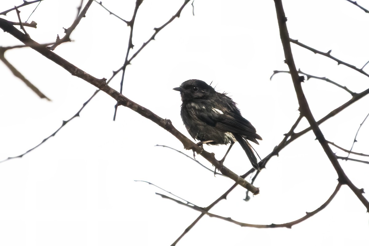 Pied Bushchat - ML621705787