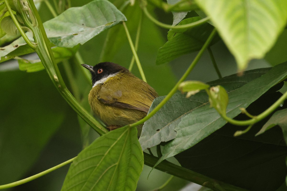 Black-faced Apalis - ML621705823