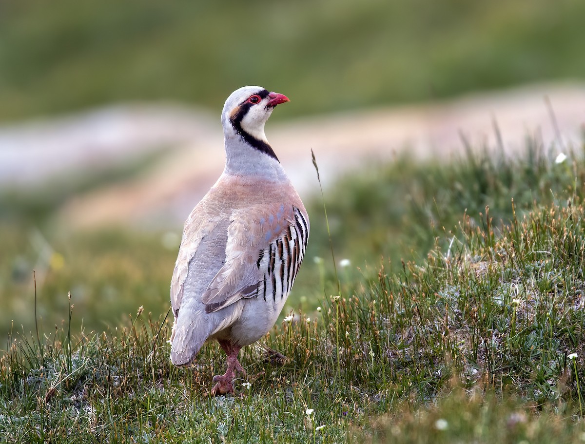 Chukar - ML621705884